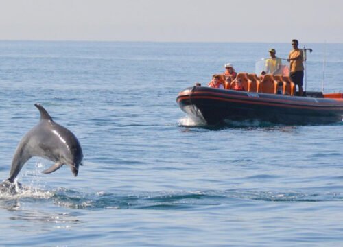 Dolphin Excursion with Private Speedboat