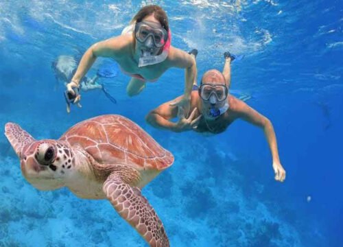 Swimming with Sea Turtles, Snorkeling in Abu Dabab Bay